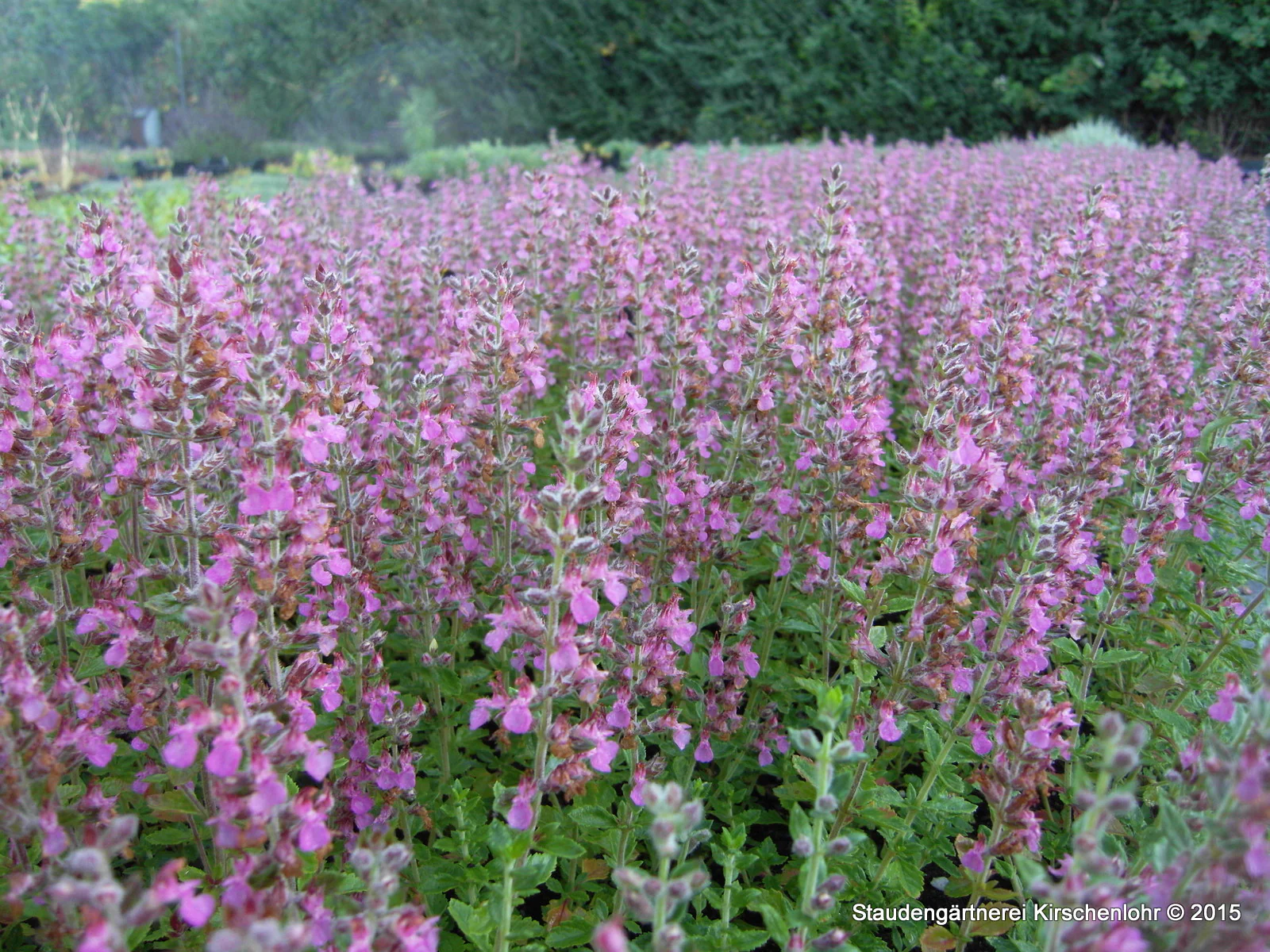 Teucrium x lucidrys (T. chamaedrys hort.)