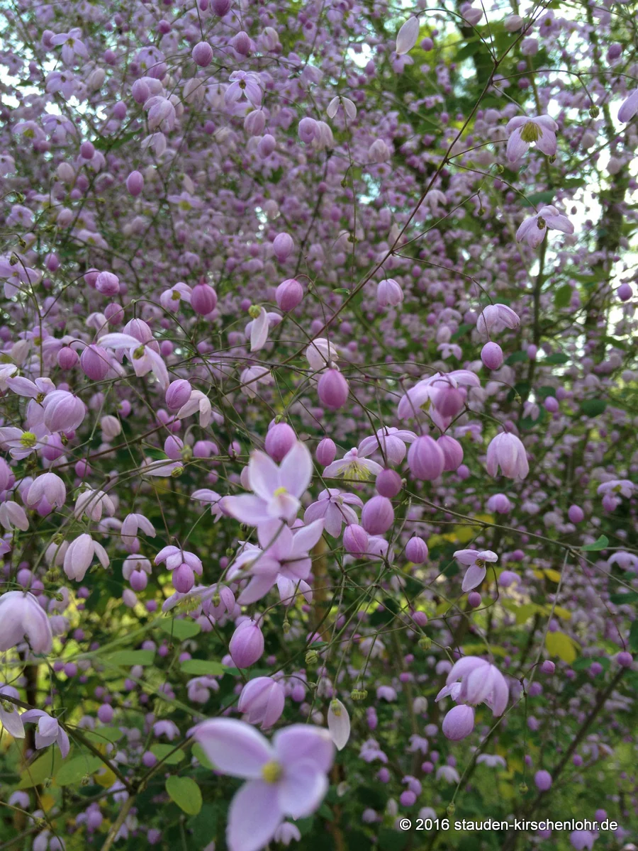 Thalictrum delavayi 'Splendide' ®