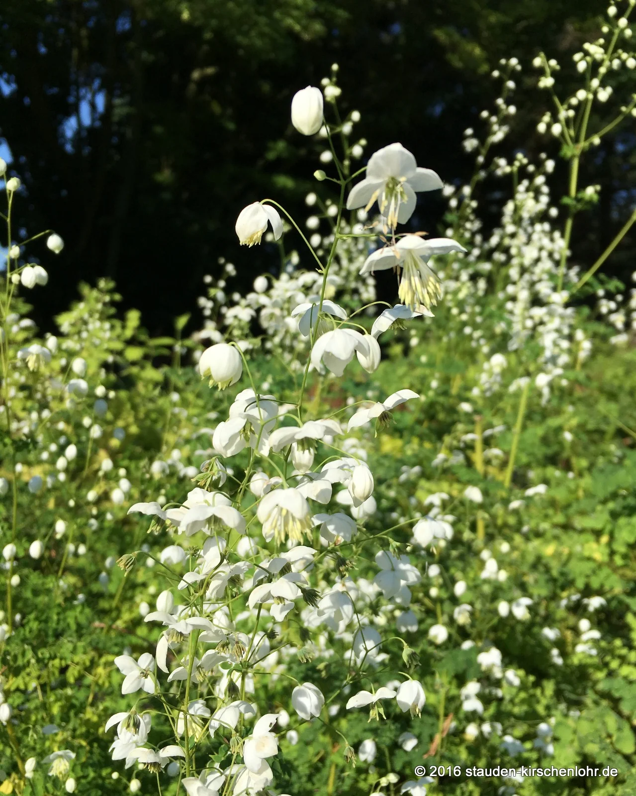 Thalictrum delavayi 'Splendide White' ®