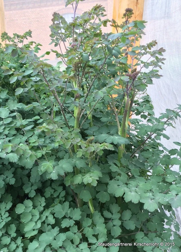 Thalictrum 'Elin'