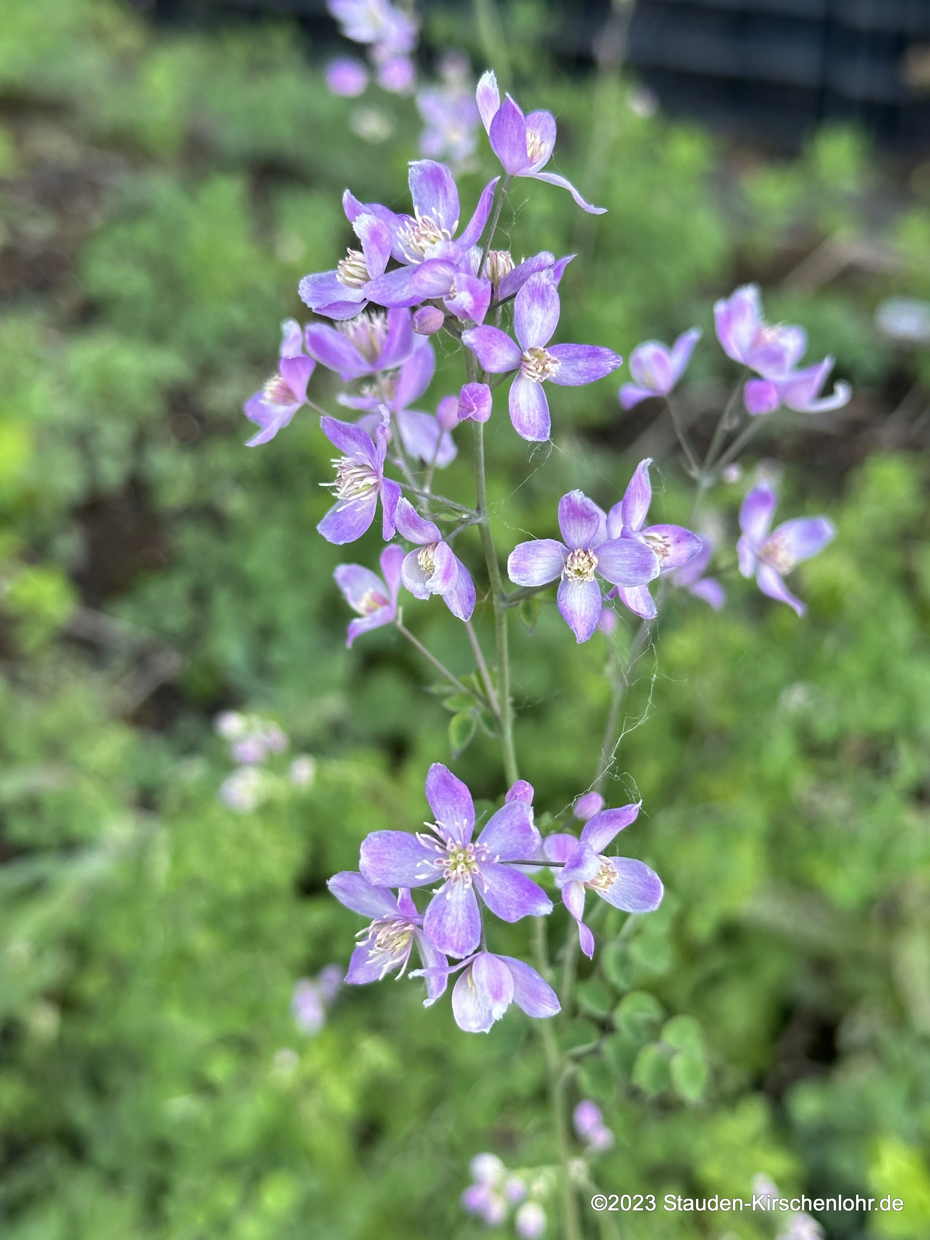 Thalictrum 'Fairy Wings' ®