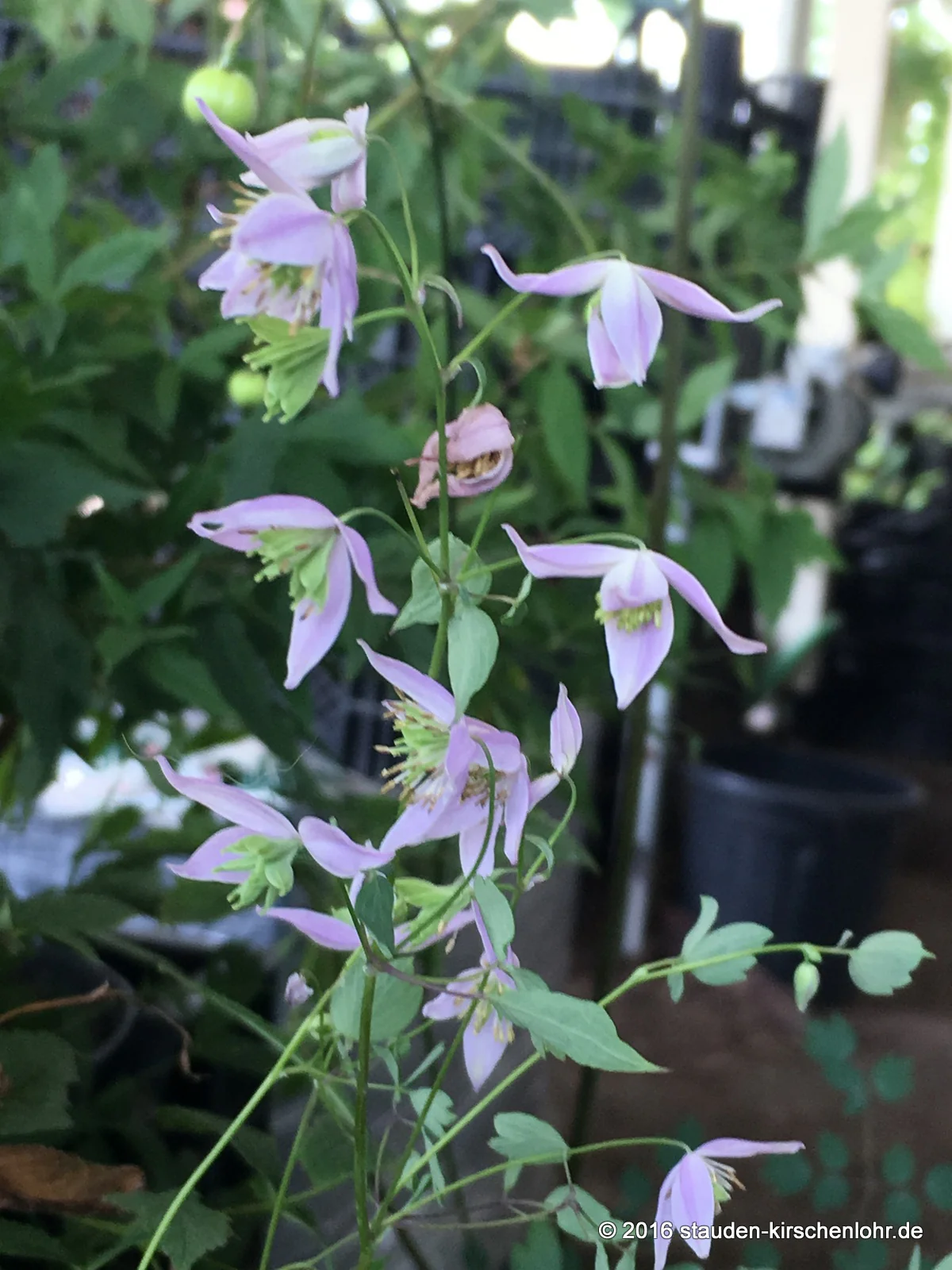 Thalictrum finetii