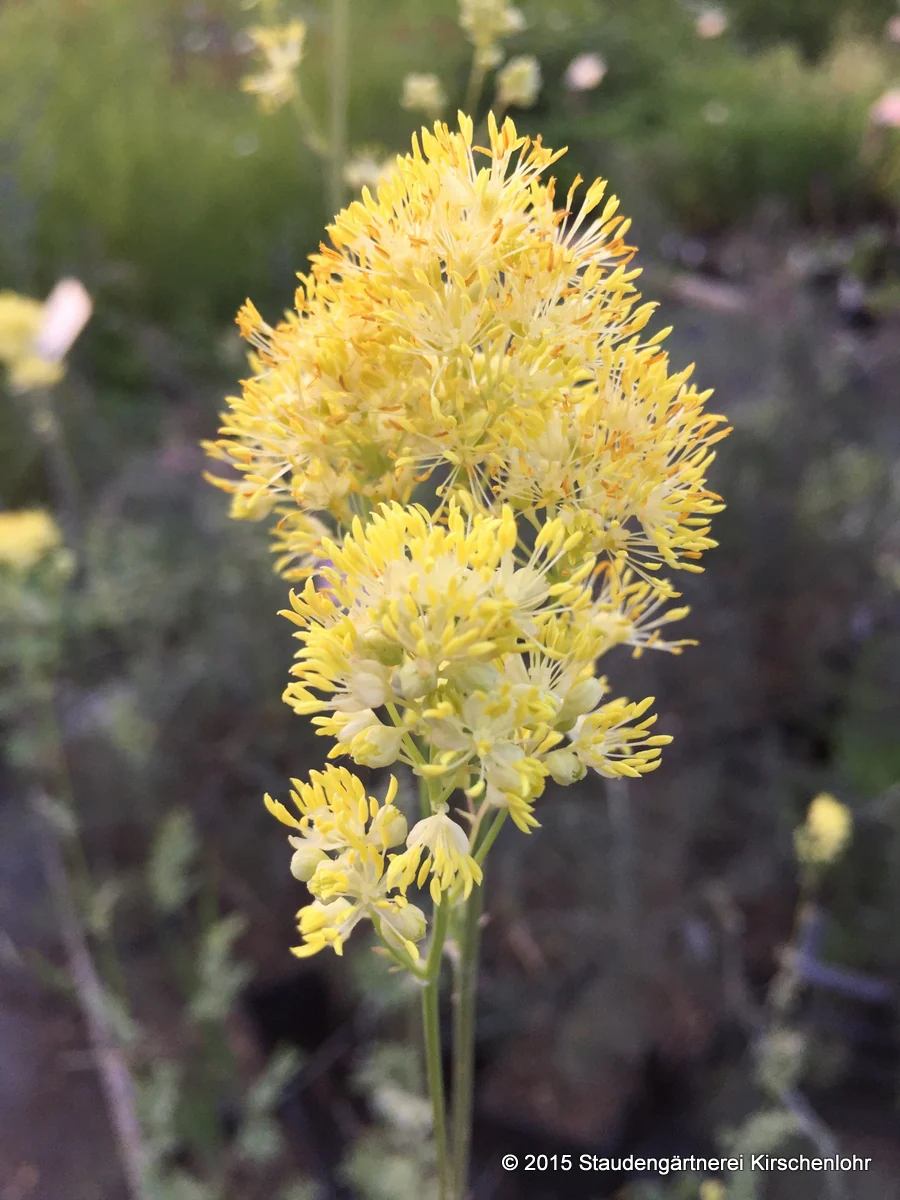 Thalictrum flavum subsp. glaucum