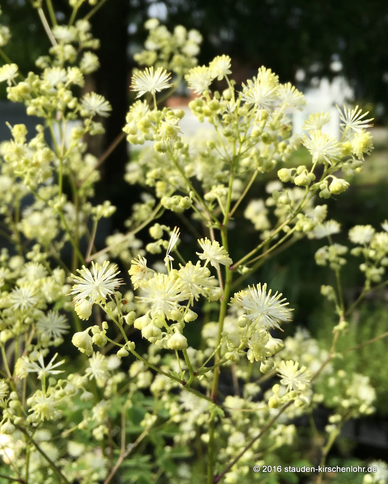 Thalictrum 'Palatina Ivory Cloud' NIS