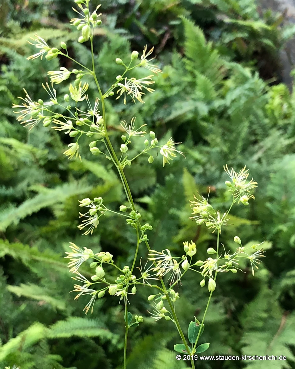 Thalictrum sp. Japon CB        NIS