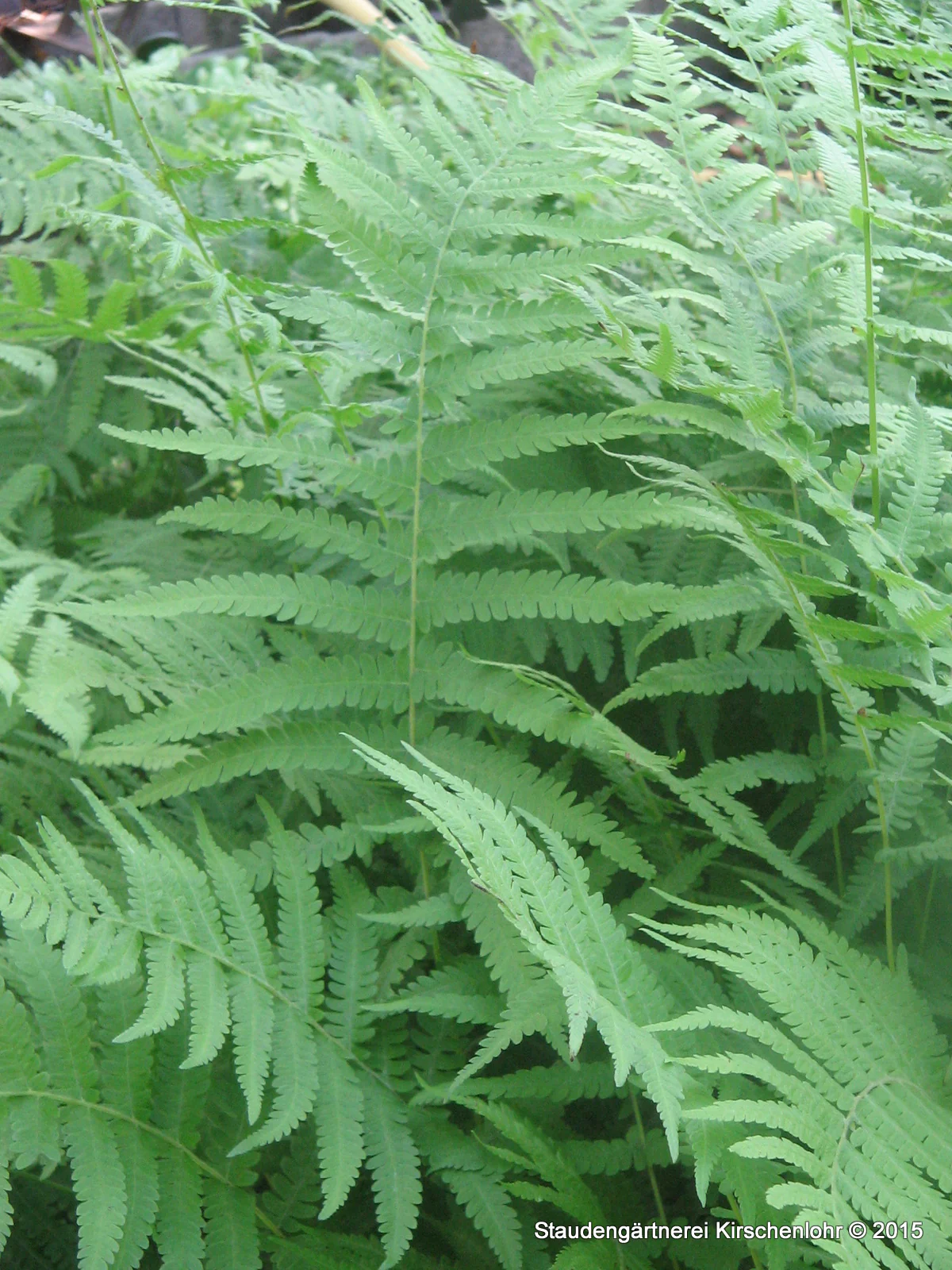 Thelypteris kunthii
