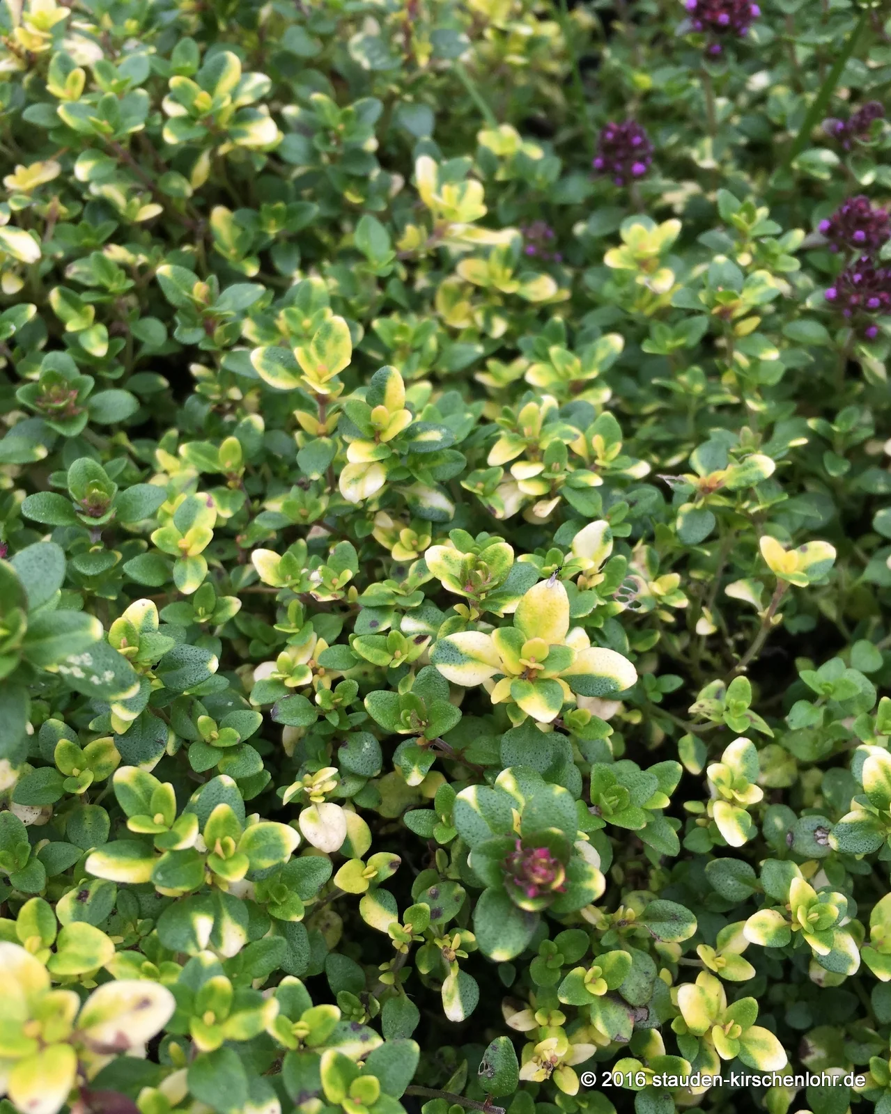 Thymus comosus 'Doone Valley'