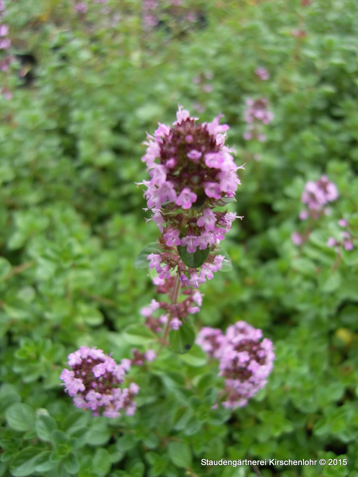 Thymus pulegioides 'Typ Tabor'