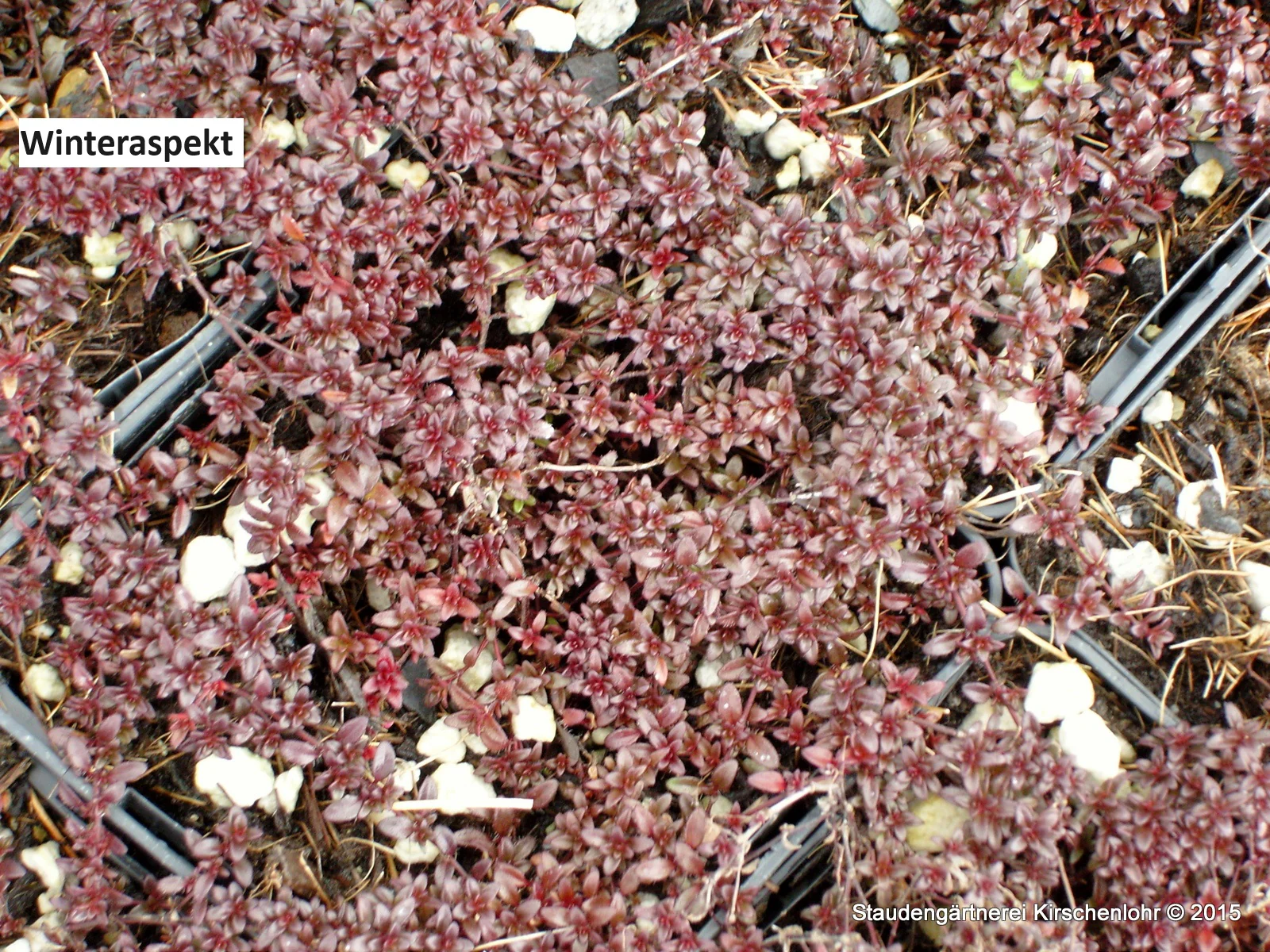 Thymus serpyllum 'Coccineus' (Coccineus Group)