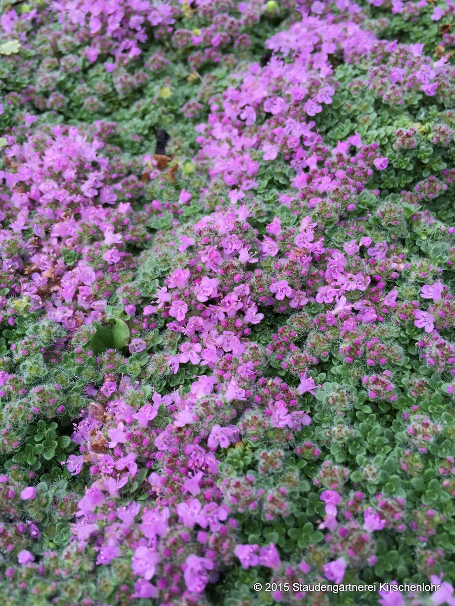 Thymus serpyllum 'Minor'