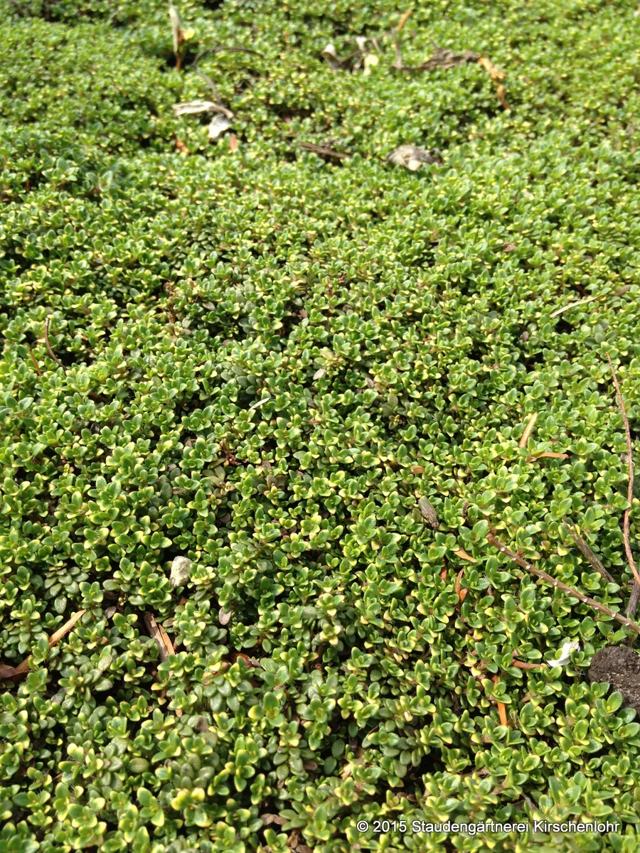 Thymus serpyllum 'Rasta'