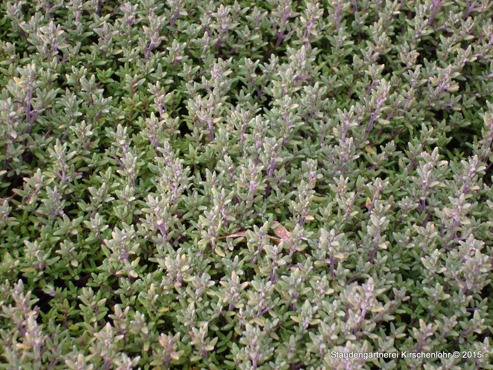 Thymus vulgaris 'Compactus'