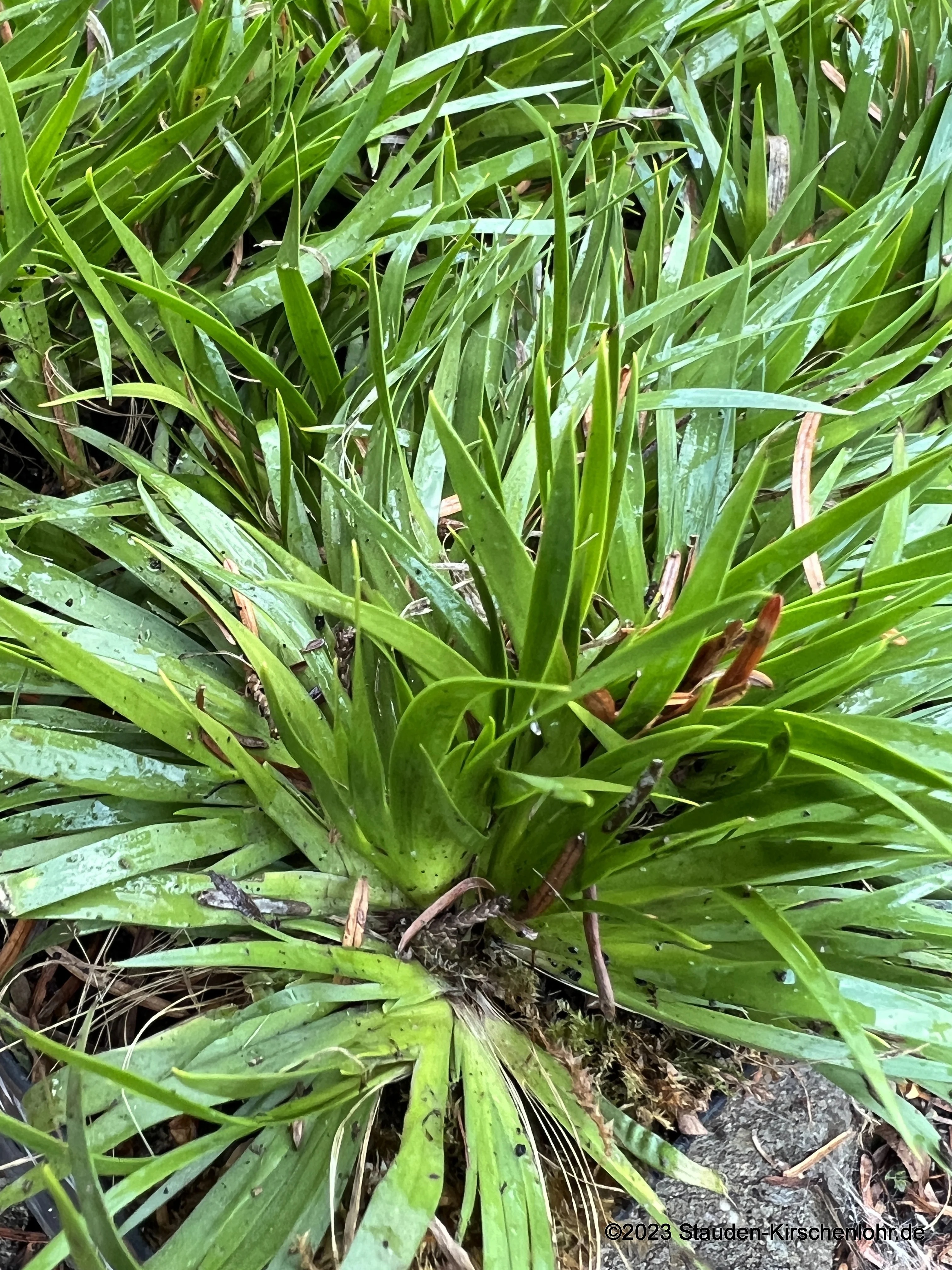 Tofieldia coccinea