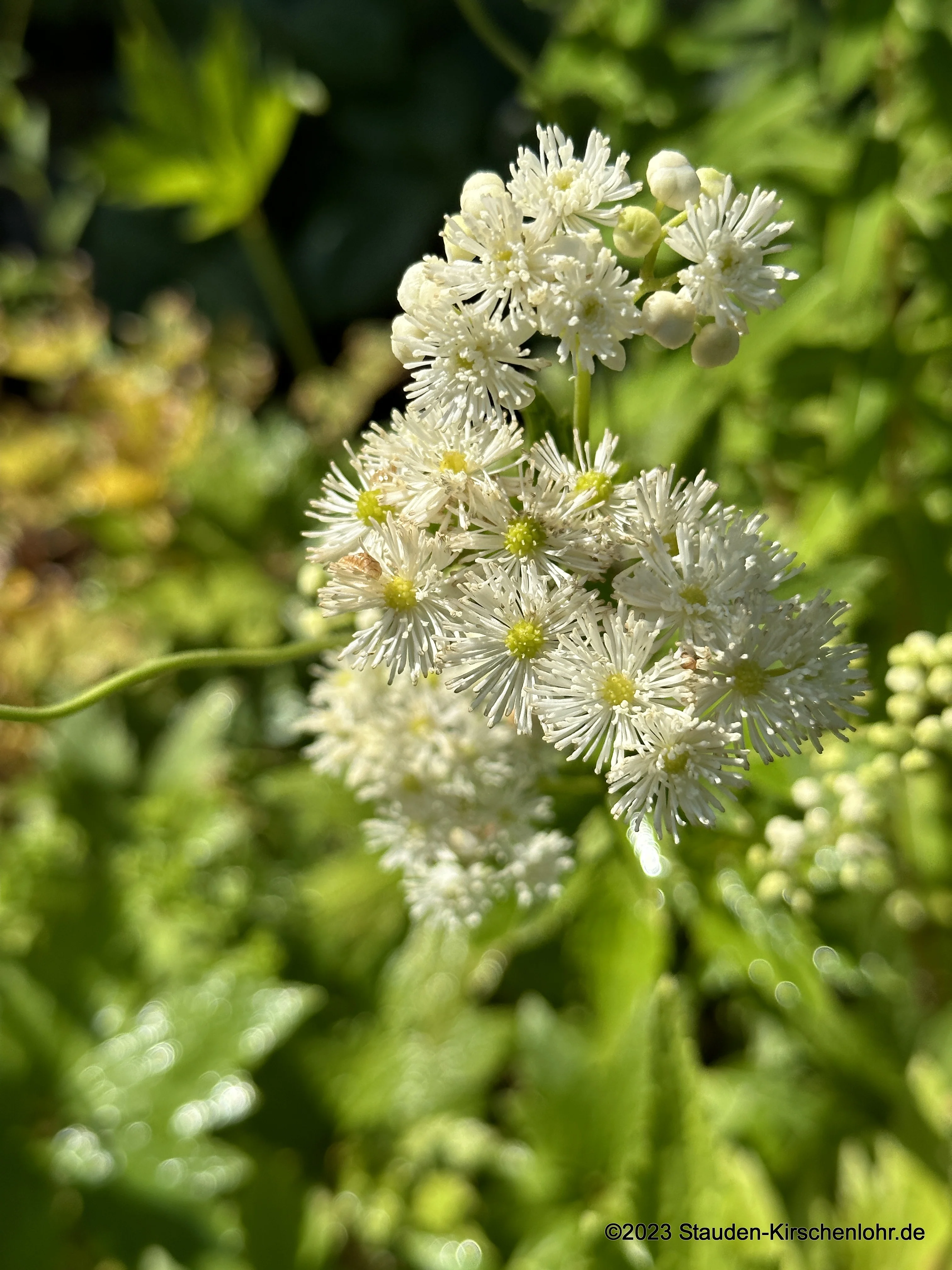 Trautvetteria caroliniensis