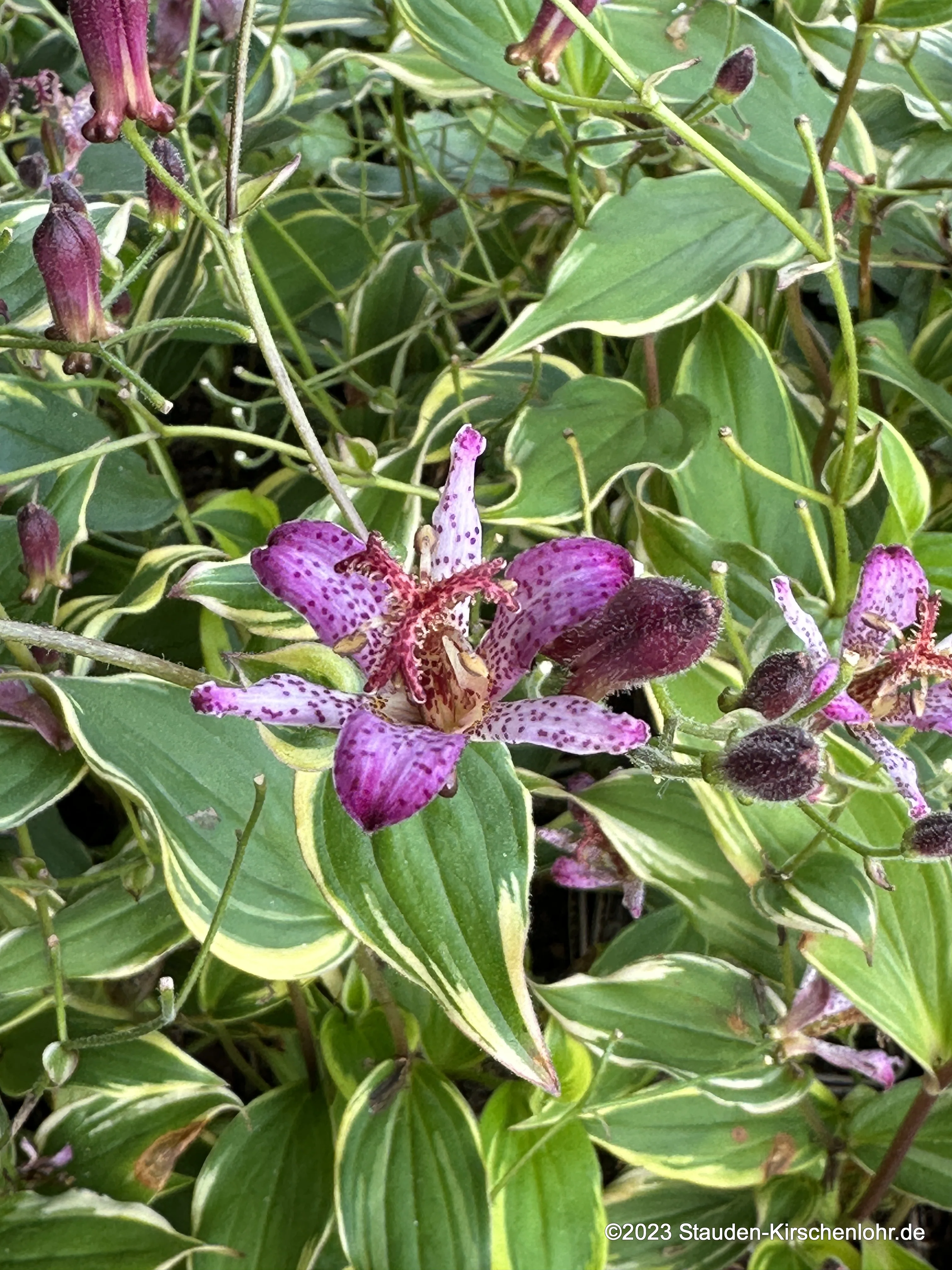 Tricyrtis formosana 'Autumn Glow' NIS