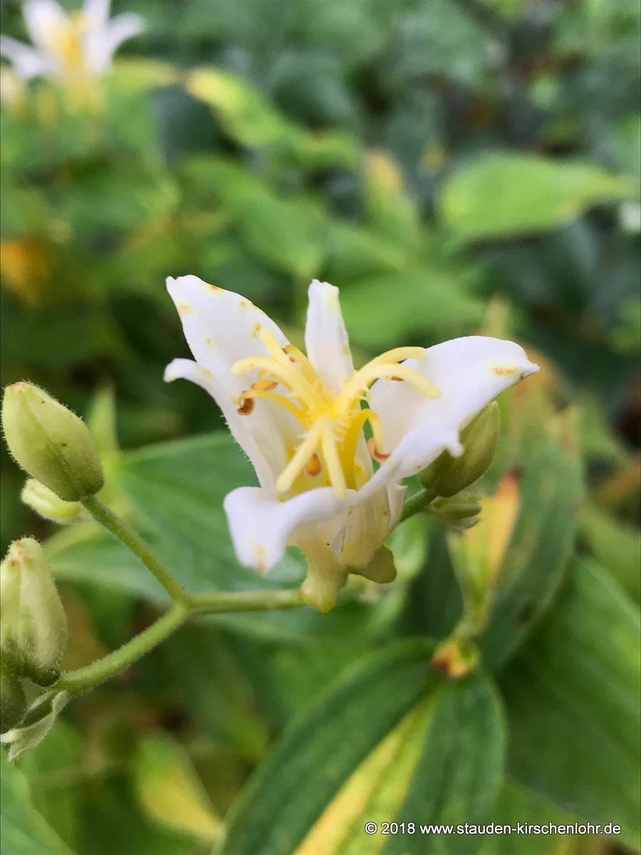 Tricyrtis hirta 'Alba'