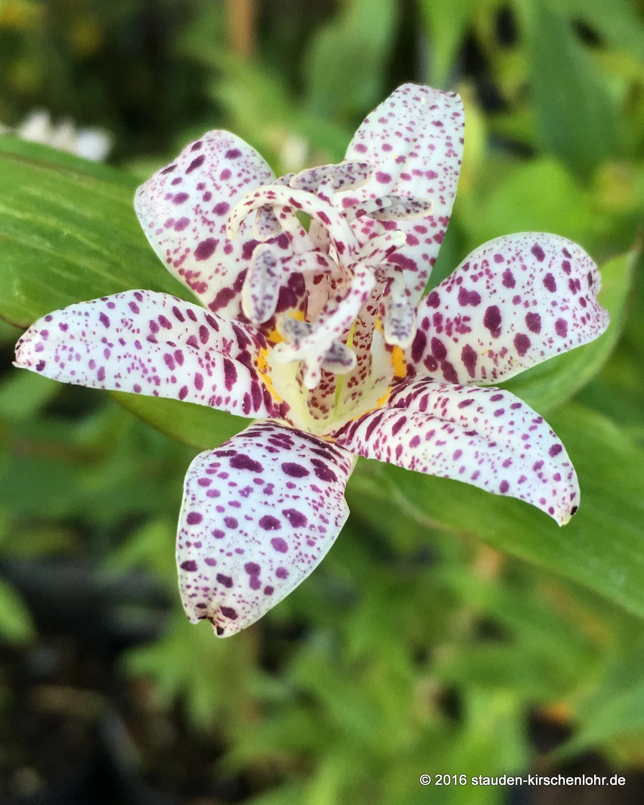 Tricyrtis hirta var. masamunei