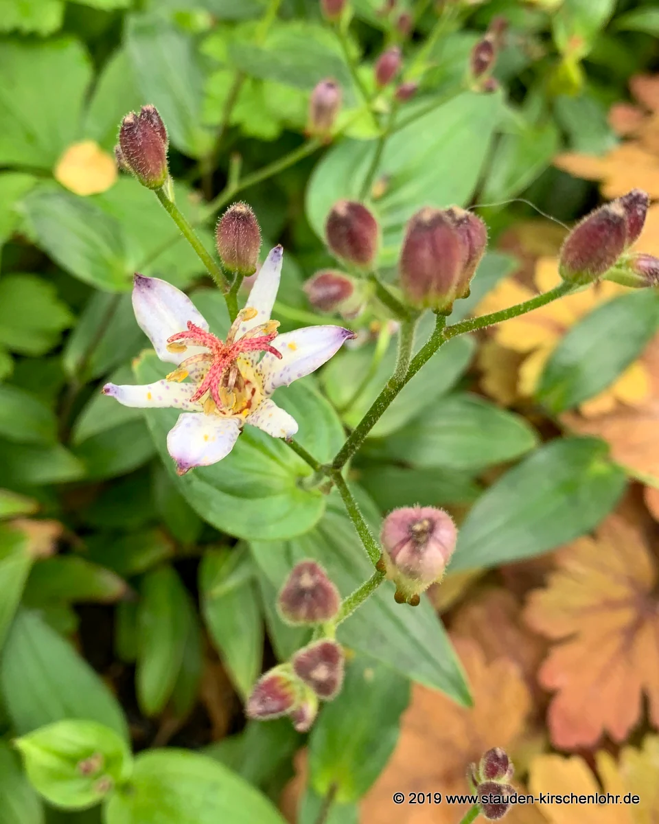 Tricyrtis 'Seiryu'