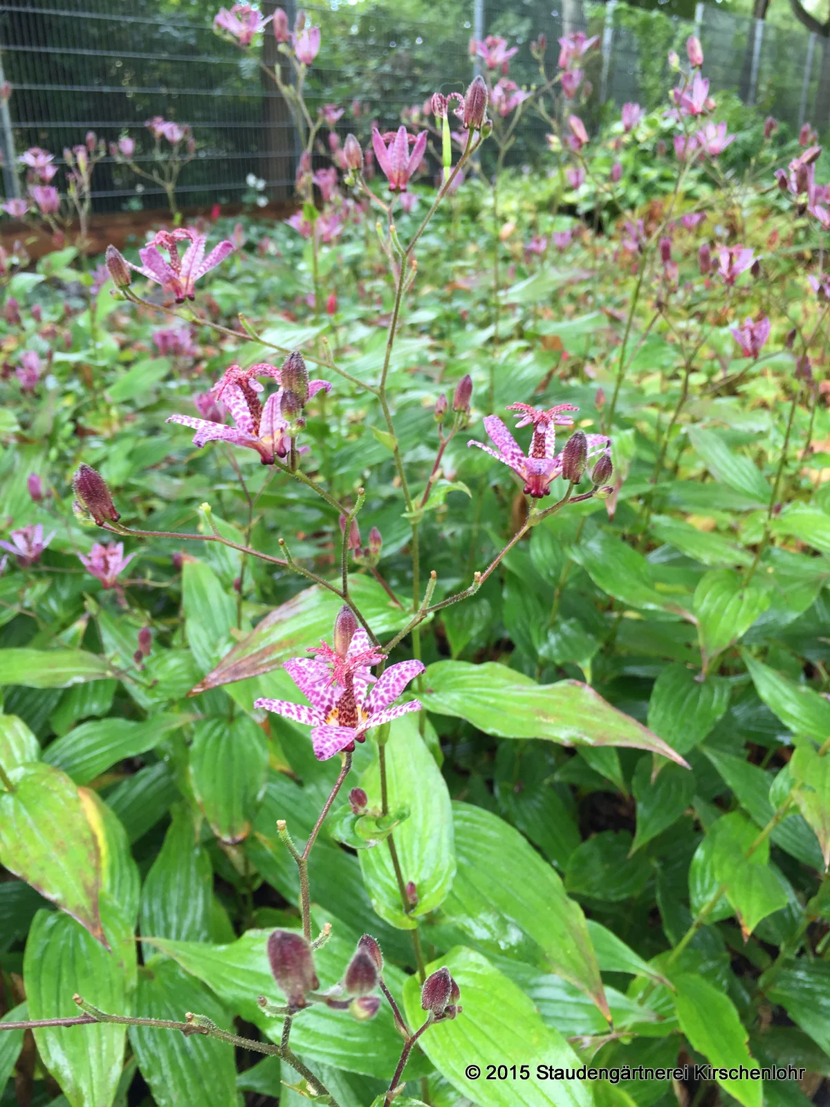 Tricyrtis 'Shimone'