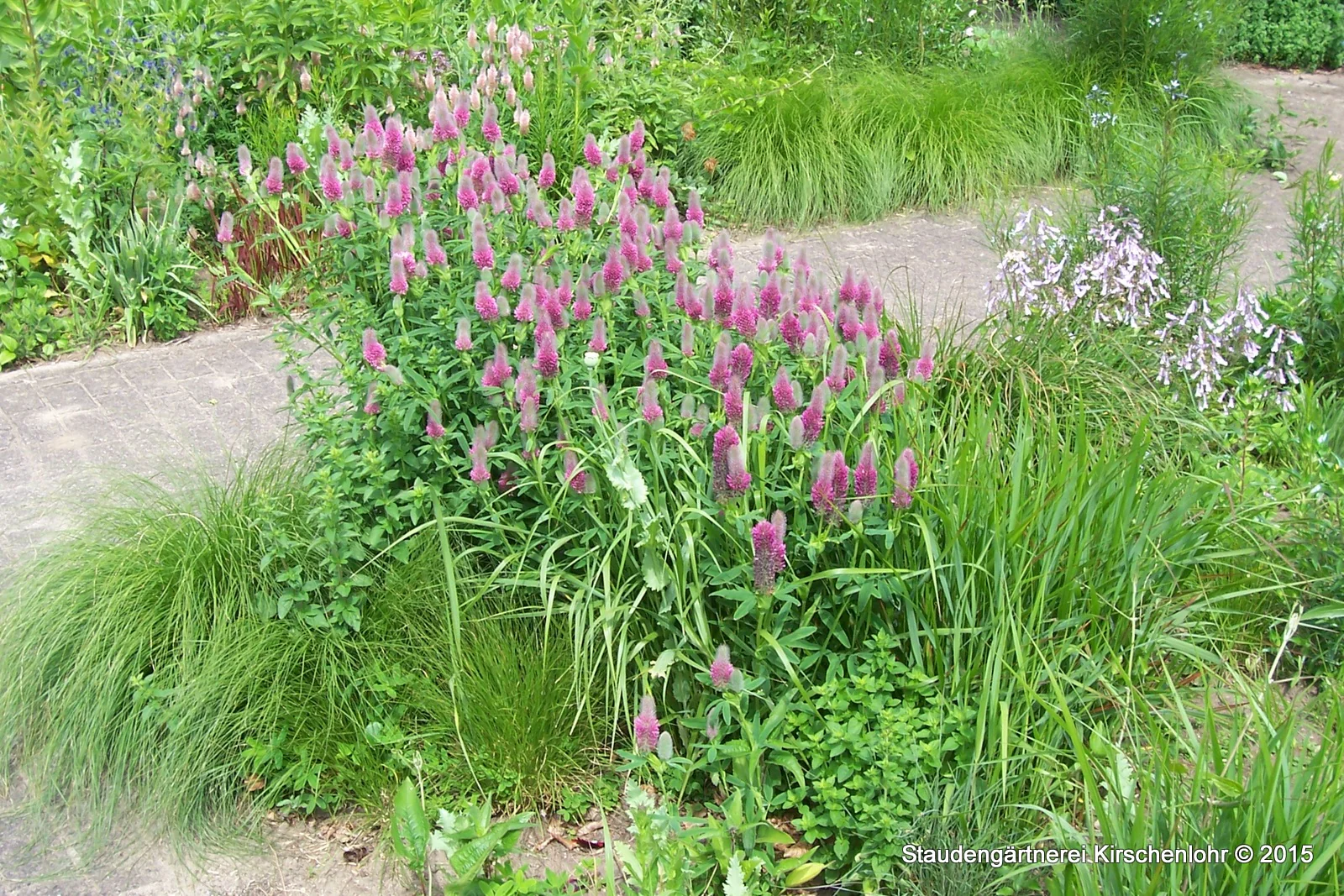 Trifolium rubens
