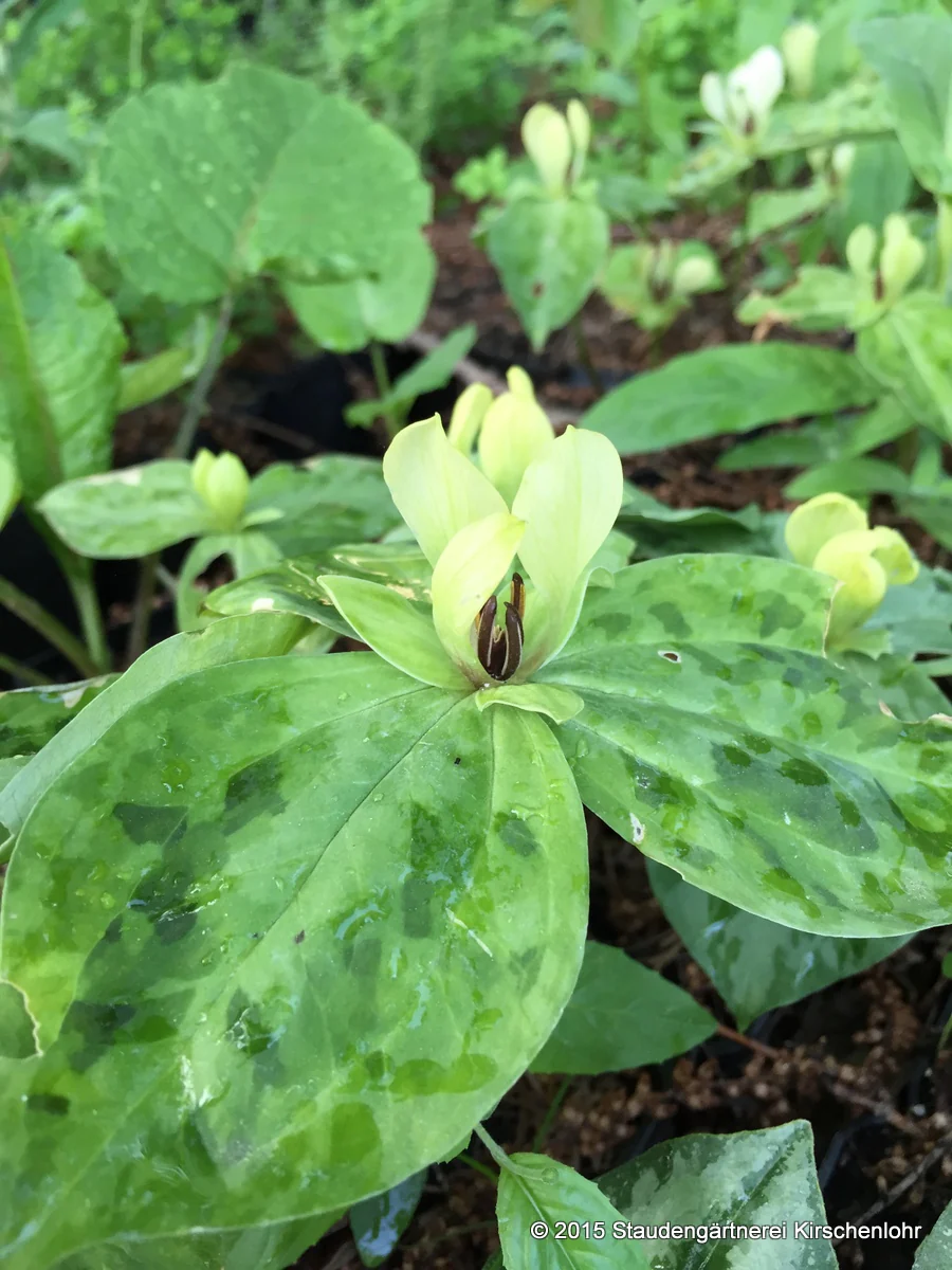Trillium discolor