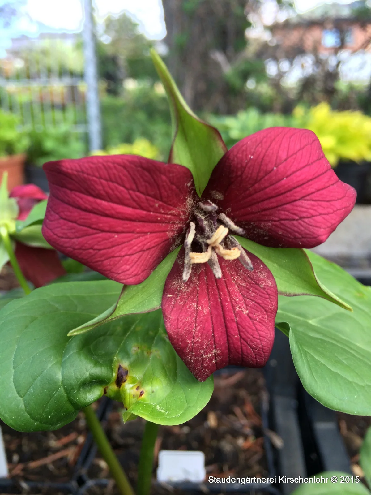 Trillium erectum