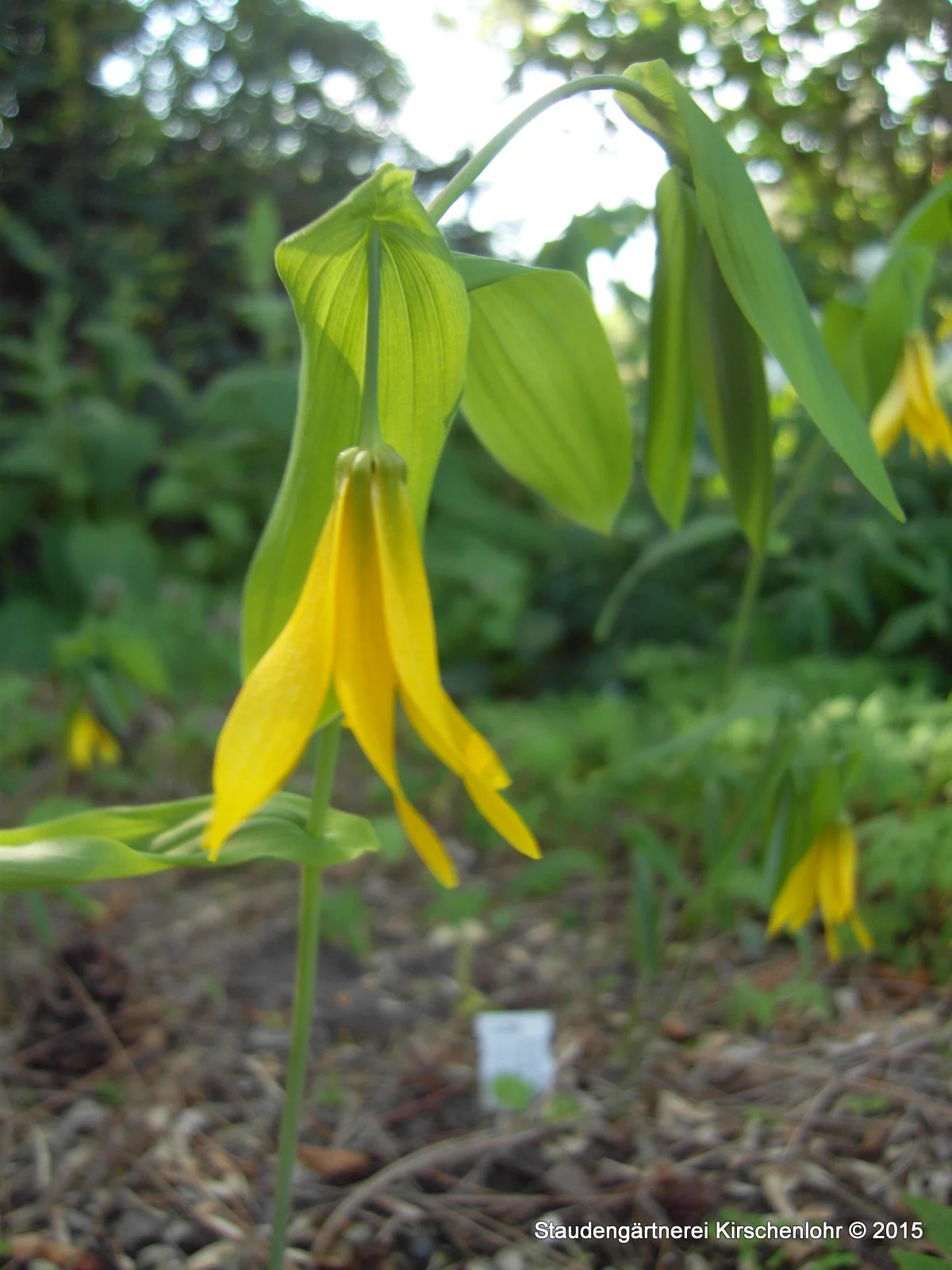 Uvularia grandiflora