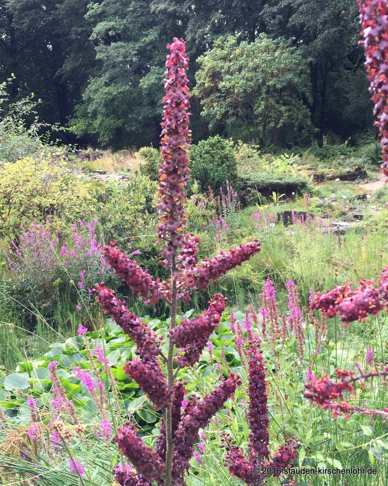 Veratrum nigrum