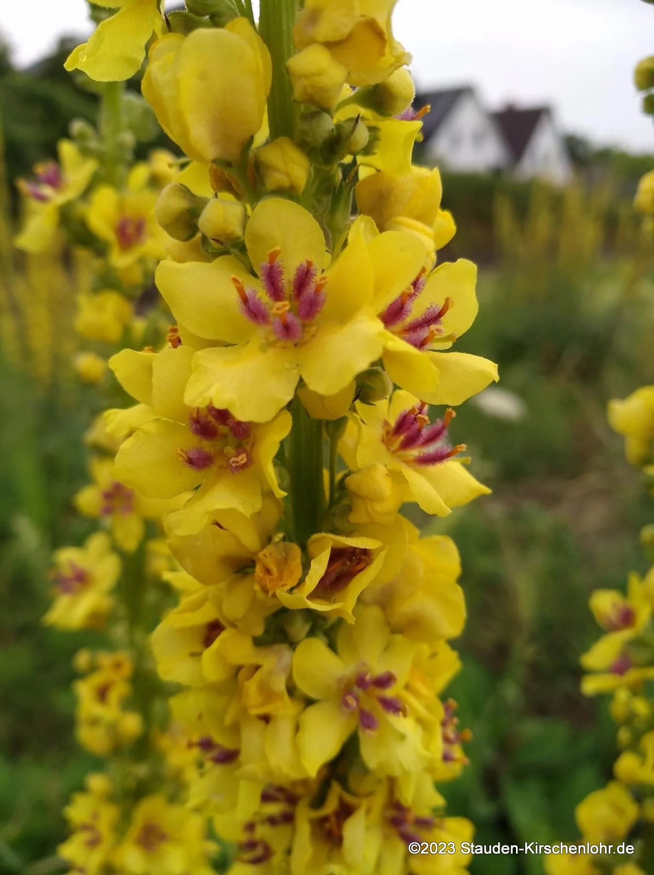 Verbascum nigrum