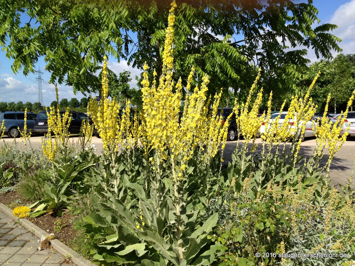 Verbascum olympicum