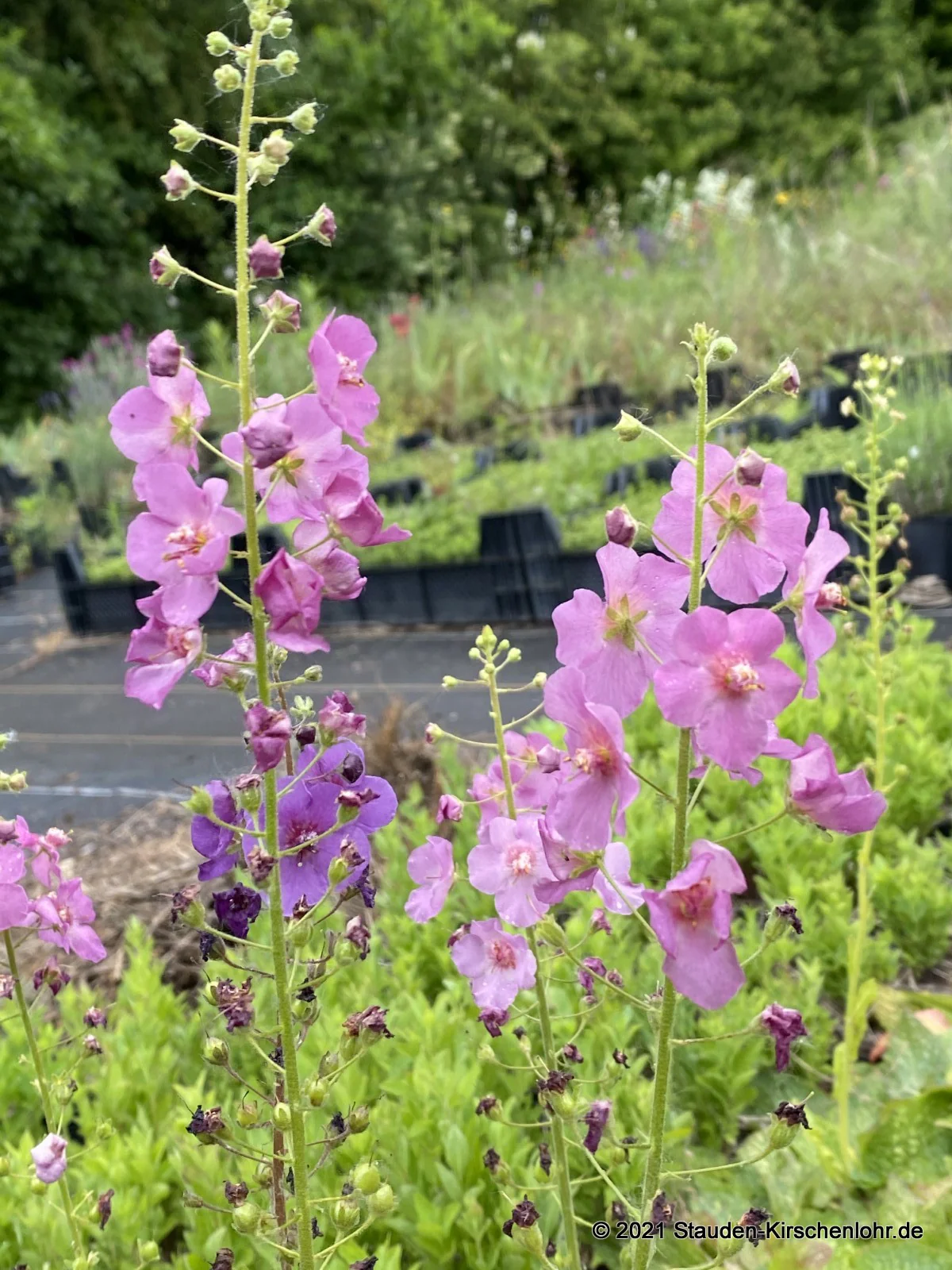 Verbascum phoeniceum