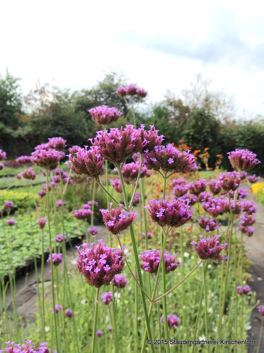 Verbena bonariensis