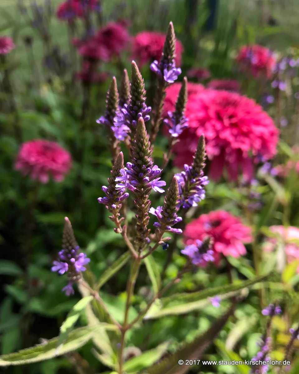 Verbena hastata