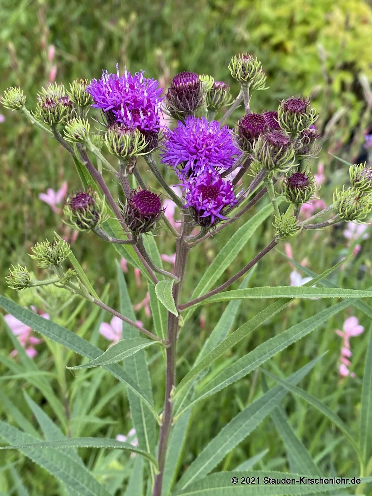 Vernonia arkansana  ["Rock Hill"]