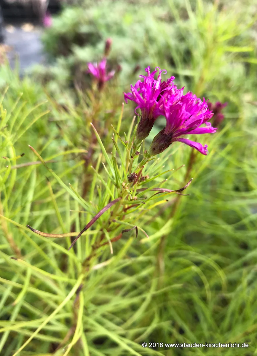 Vernonia lettermannii 'Iron Butterfly'