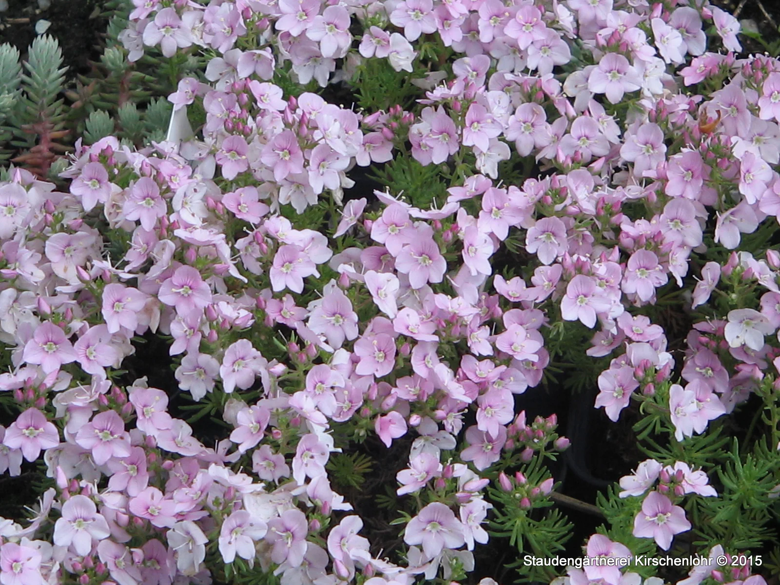 Veronica armena 'Rosea'