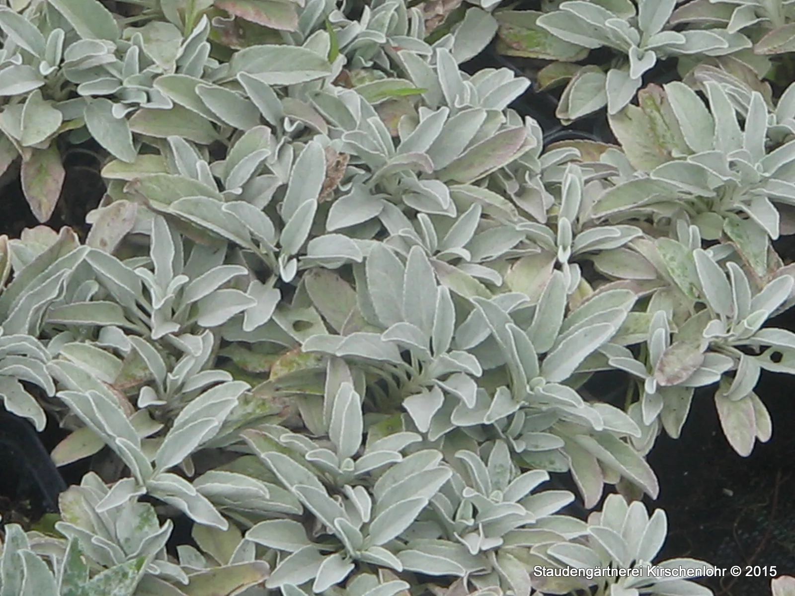 Veronica incana 'Silberteppich' veg.
