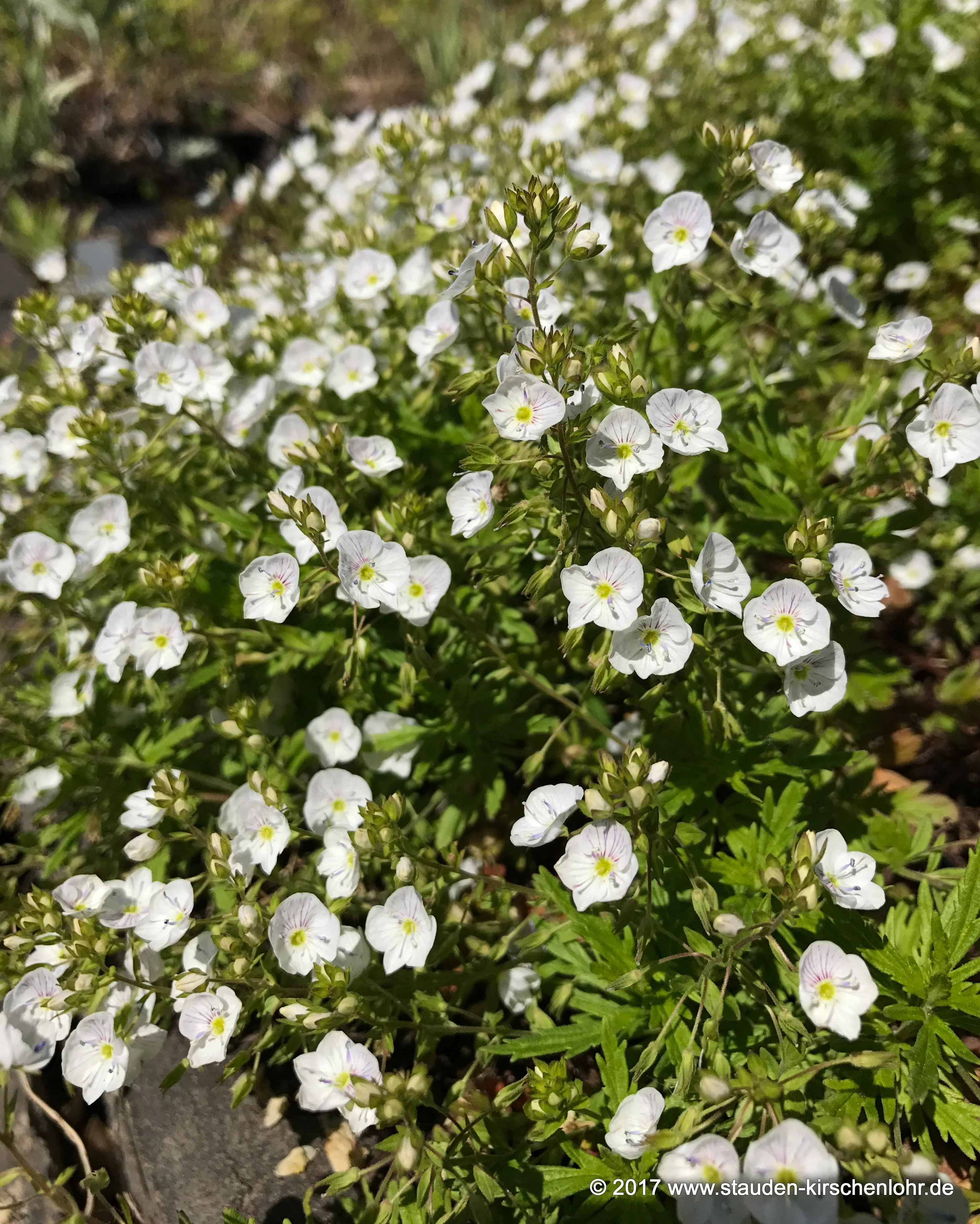 Veronica 'Jaquelin'