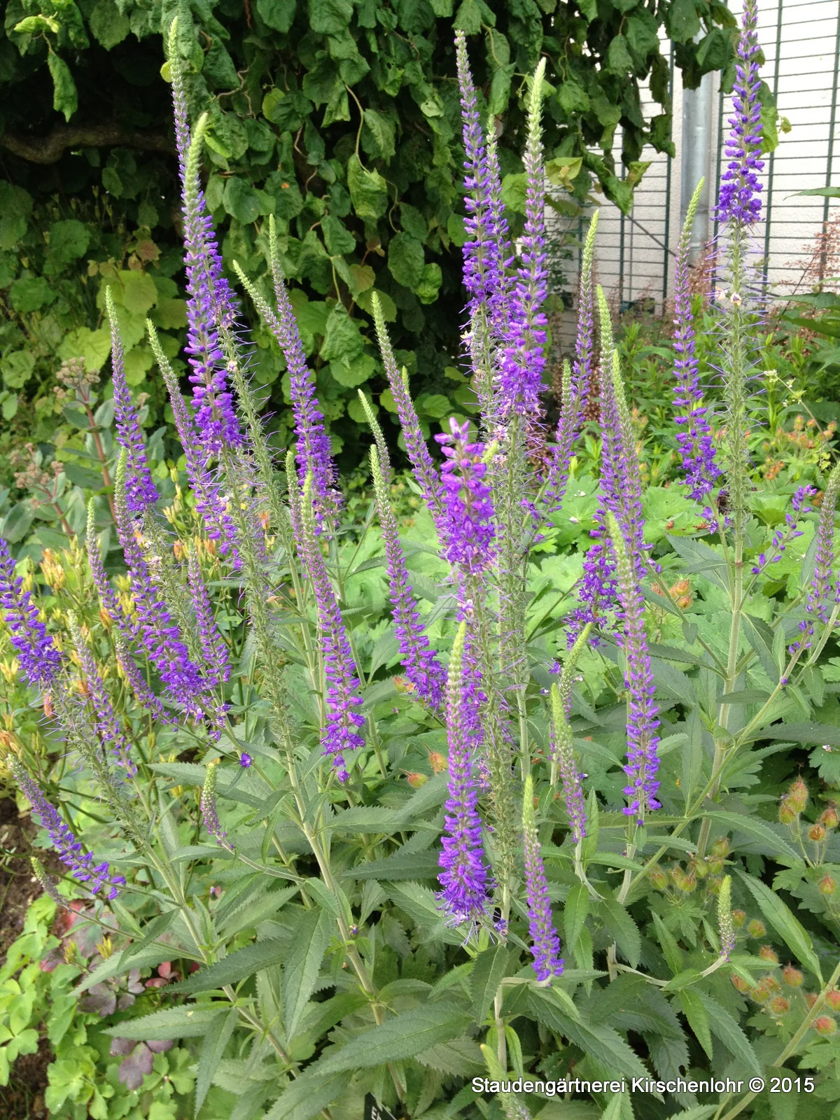 Veronica longifolia 'Blauriesin'