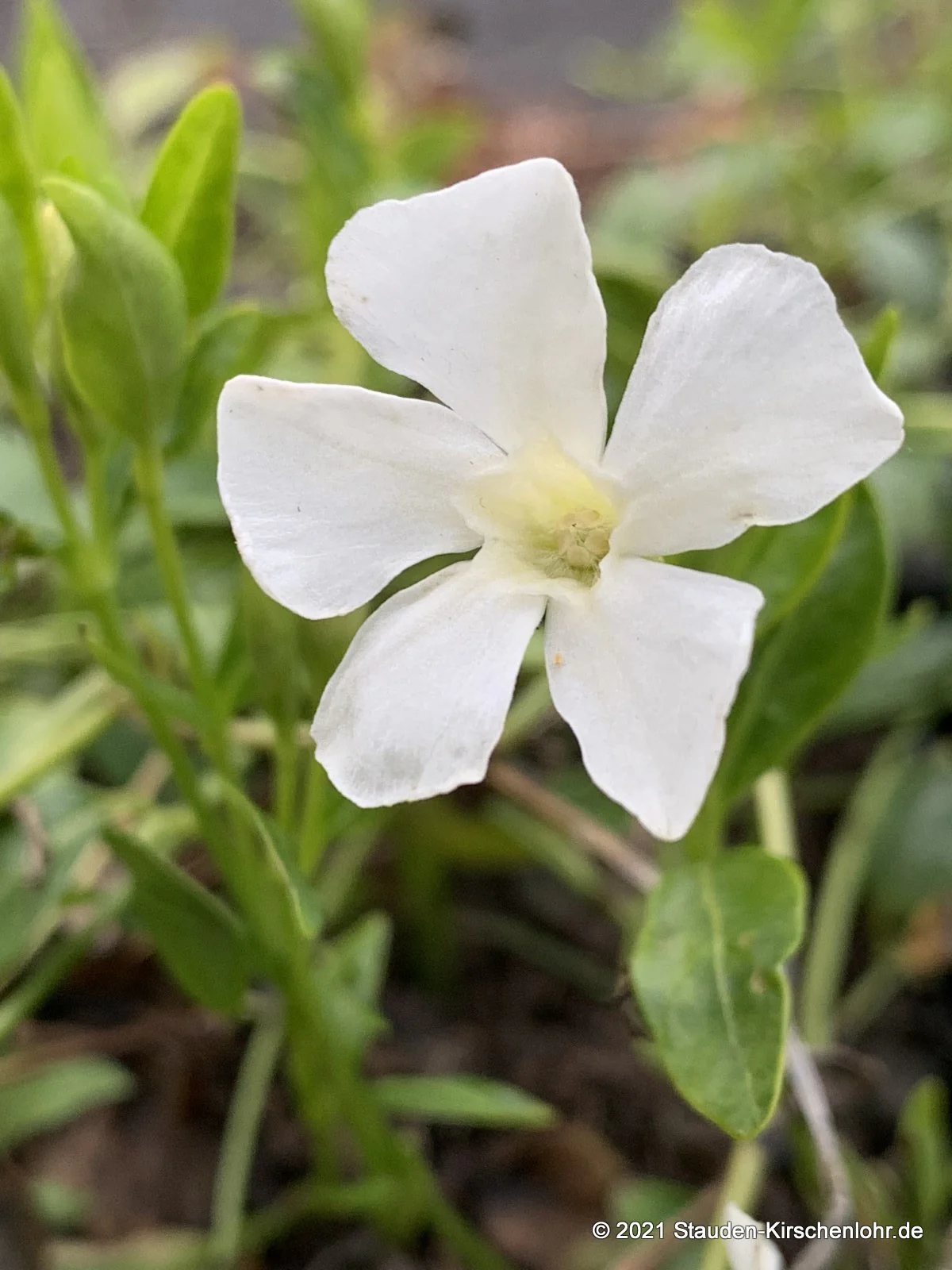 Vinca minor 'Elisa' ®