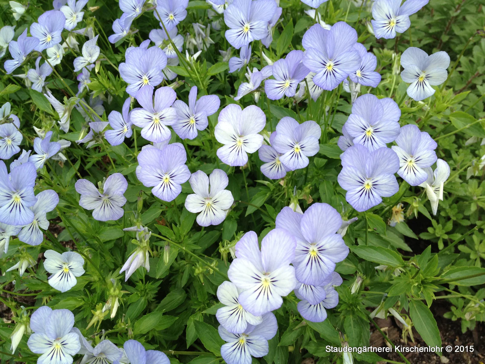 Viola cornuta 'Icy but Spicy'