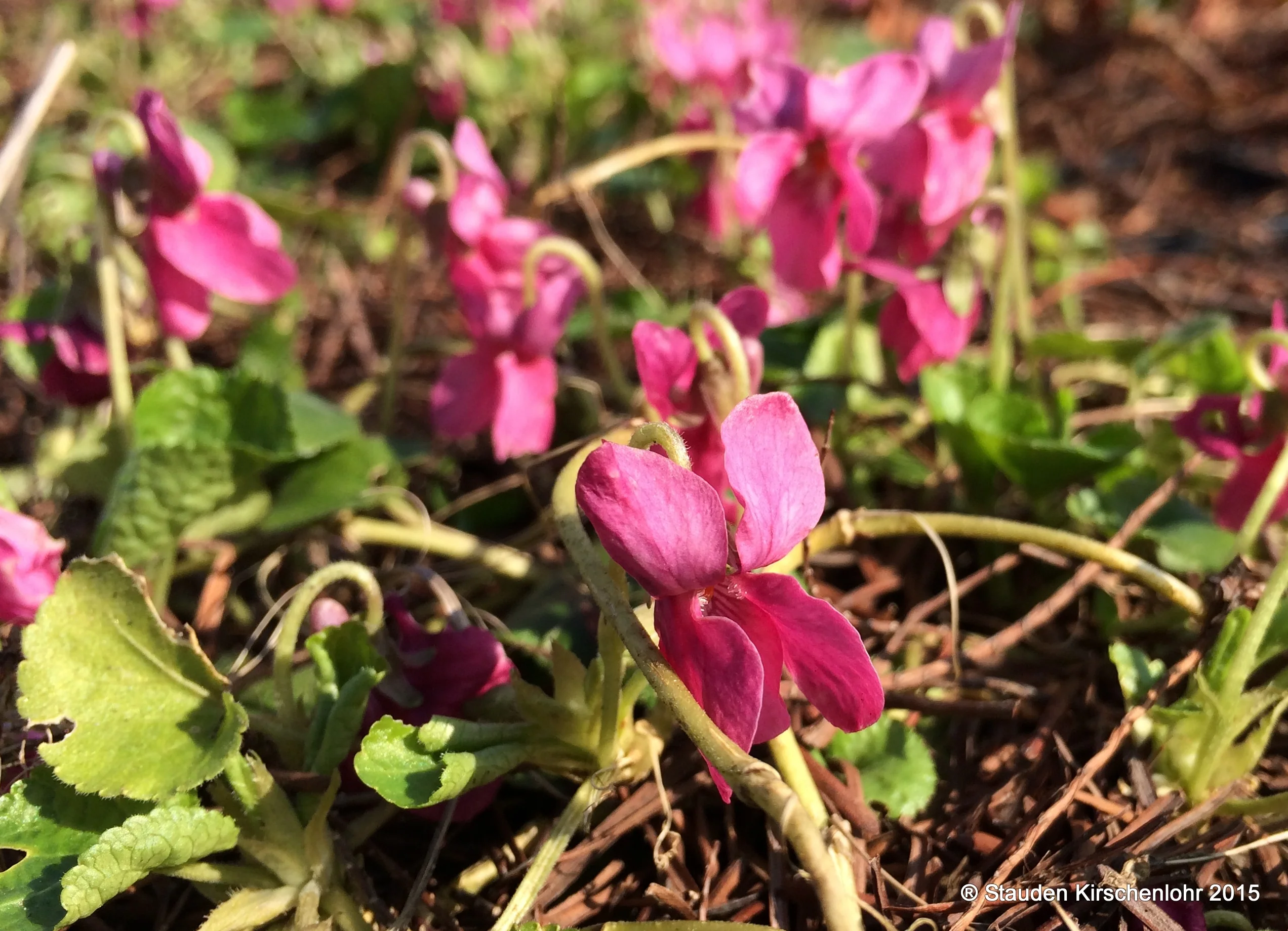 Viola odorata 'Coeur d´Alsace'