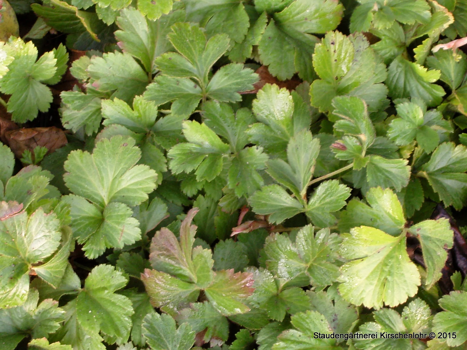 Waldsteinia ternata