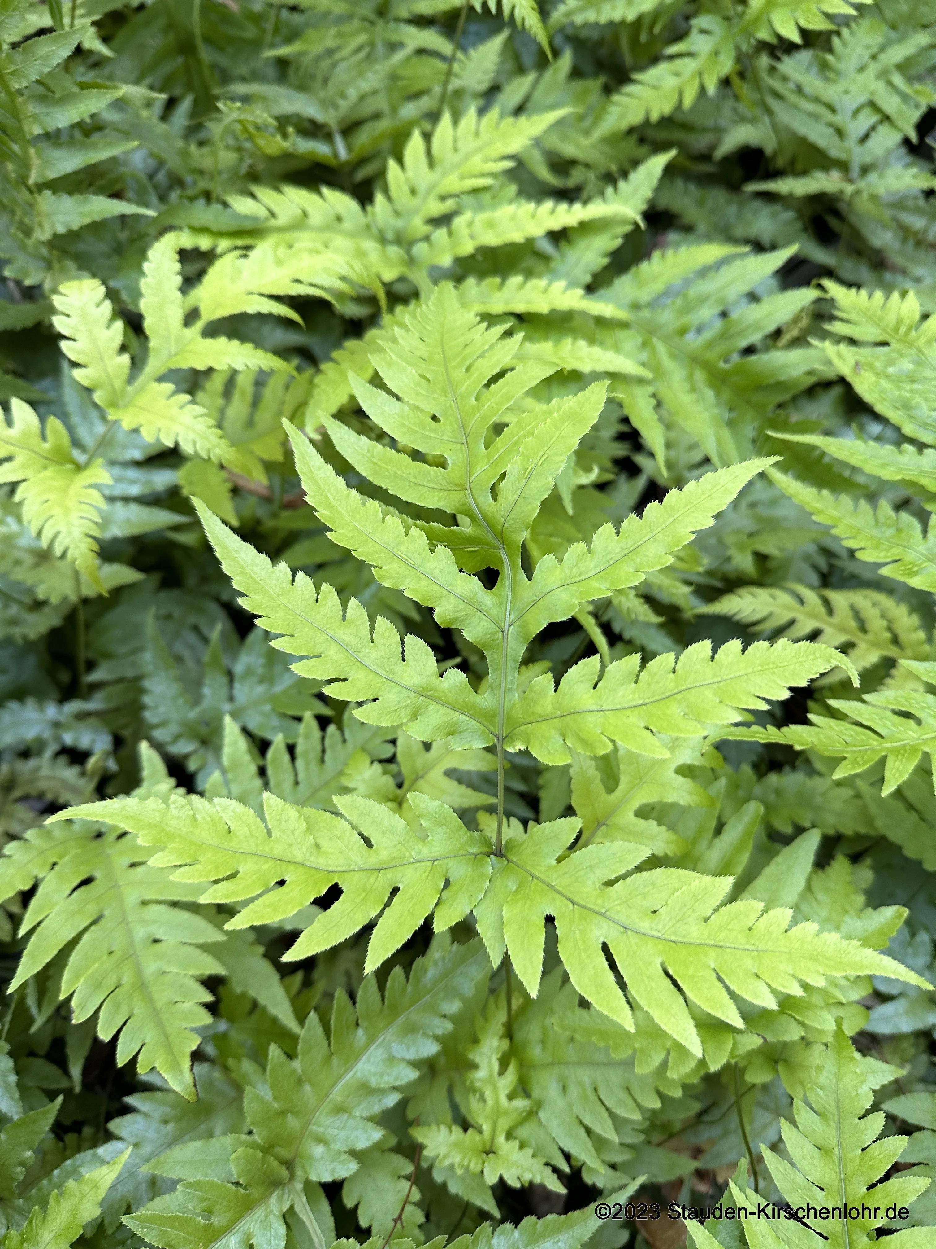 Woodwardia x semicordata